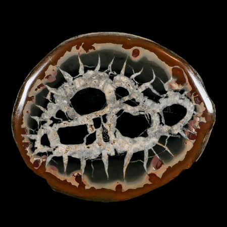 XL 4" Septarian Dragon Stone Polished Halves Nodule Mineral Specimen Morocco