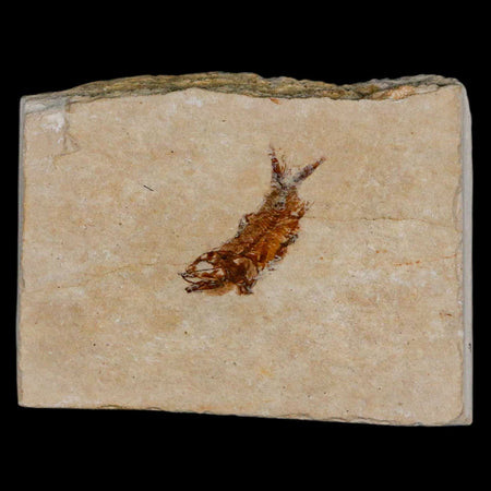 0.8" Hemisaurida Fossil Fish Plate Cretaceous Dinosaur Age Hakel Lebanon