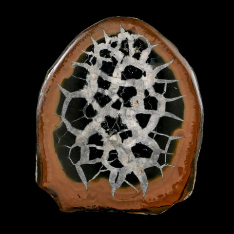 2.9" Septarian Dragon Stone Polished Halves Nodule Mineral Specimen Morocco - Fossil Age Minerals