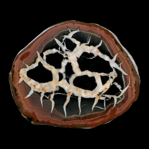 XL 3.2" Septarian Dragon Stone Polished Halves Nodule Mineral Specimen Morocco - Fossil Age Minerals