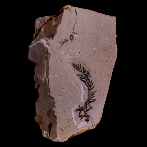 1.6" Detailed Fossil Plant Leafs Metasequoia Dawn Redwood Oligocene Age MT COA - Fossil Age Minerals