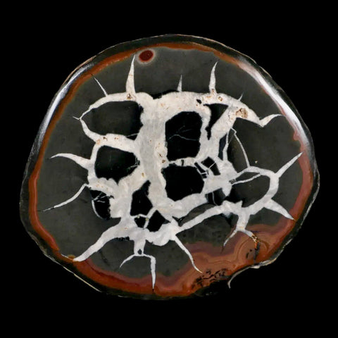 XL 3.3" Septarian Dragon Stone Polished Halves Nodule Mineral Specimen Morocco - Fossil Age Minerals