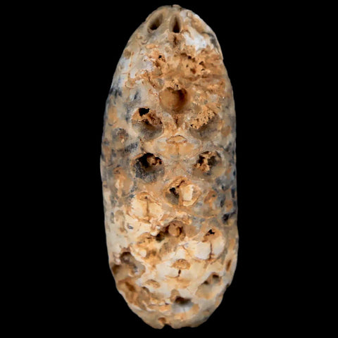 1.8" Fossil Pine Cone Equicalastrobus Replaced By Agate Eocene Age Seeds Fruit - Fossil Age Minerals