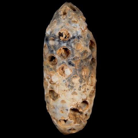 1.8" Fossil Pine Cone Equicalastrobus Replaced By Agate Eocene Age Seeds Fruit - Fossil Age Minerals