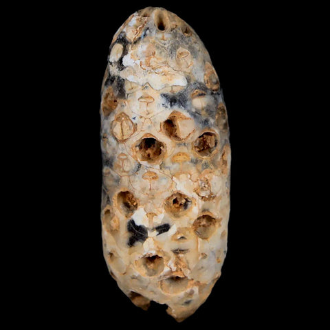 1.8" Fossil Pine Cone Equicalastrobus Replaced By Agate Eocene Age Seeds Fruit - Fossil Age Minerals