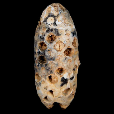 1.8" Fossil Pine Cone Equicalastrobus Replaced By Agate Eocene Age Seeds Fruit - Fossil Age Minerals