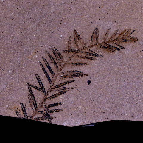 1.4" Detailed Fossil Plant Leafs Metasequoia Dawn Redwood Oligocene Age MT COA - Fossil Age Minerals