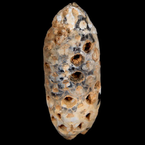 1.8" Fossil Pine Cone Equicalastrobus Replaced By Agate Eocene Age Seeds Fruit - Fossil Age Minerals