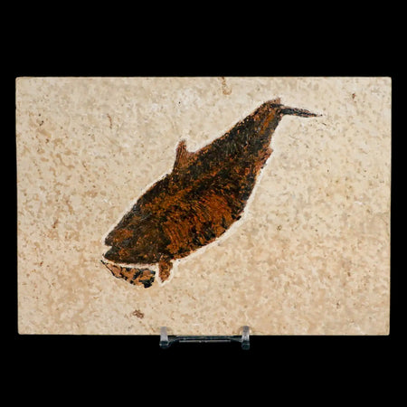 XL 5" Diplomystus Dentatus Fossil Fish Green River FM WY Eocene Age COA, Stand