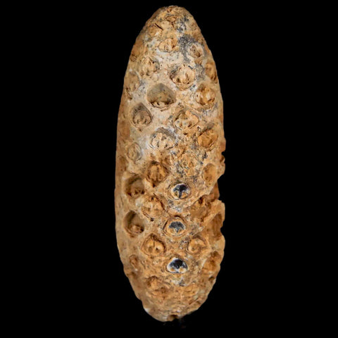 XL 2" Fossil Pine Cone Equicalastrobus Replaced By Agate Eocene Age Seeds Fruit - Fossil Age Minerals