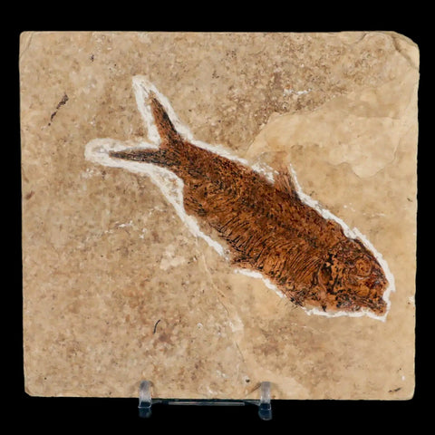 XXL 4.3" Knightia Eocaena Fossil Fish Green River FM WY Eocene Age COA & Stand - Fossil Age Minerals