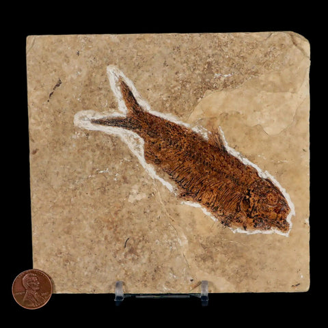 XXL 4.3" Knightia Eocaena Fossil Fish Green River FM WY Eocene Age COA & Stand - Fossil Age Minerals