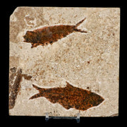 Two 2 Knightia Eocaena Fossil Fish Green River FM WY Eocene Age COA & Stand