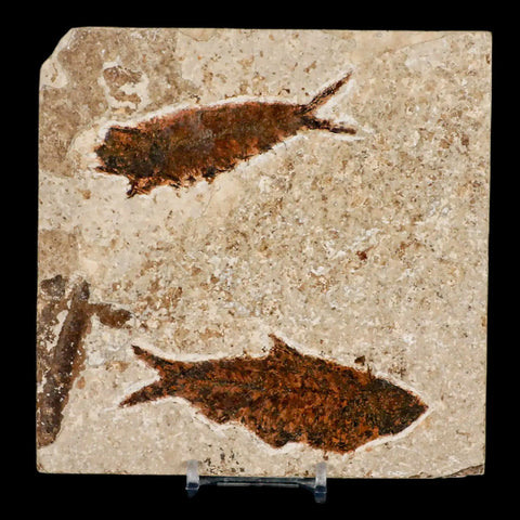 Two 2 Knightia Eocaena Fossil Fish Green River FM WY Eocene Age COA & Stand - Fossil Age Minerals