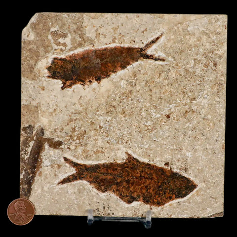 Two 2 Knightia Eocaena Fossil Fish Green River FM WY Eocene Age COA & Stand - Fossil Age Minerals