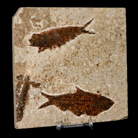 Two 2 Knightia Eocaena Fossil Fish Green River FM WY Eocene Age COA & Stand - Fossil Age Minerals