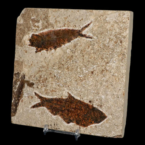 Two 2 Knightia Eocaena Fossil Fish Green River FM WY Eocene Age COA & Stand - Fossil Age Minerals