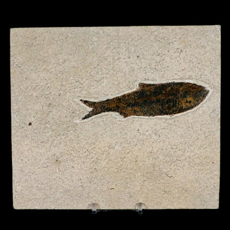 XXL 4.7" Knightia Eocaena Fossil Fish Green River FM WY Eocene Age COA & Stand