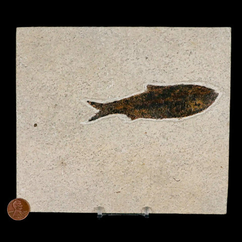 XXL 4.4" Knightia Eocaena Fossil Fish Green River FM WY Eocene Age COA & Stand - Fossil Age Minerals