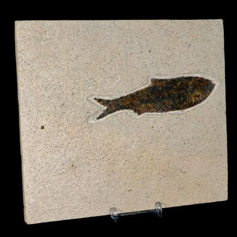 XXL 4.4" Knightia Eocaena Fossil Fish Green River FM WY Eocene Age COA & Stand - Fossil Age Minerals