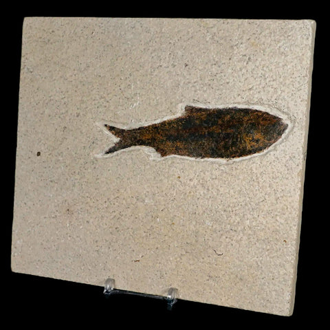 XXL 4.4" Knightia Eocaena Fossil Fish Green River FM WY Eocene Age COA & Stand - Fossil Age Minerals