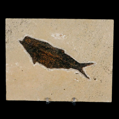 XXL 4.7" Knightia Eocaena Fossil Fish Green River FM WY Eocene Age COA & Stand - Fossil Age Minerals