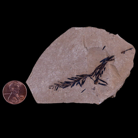 2.2" Detailed Fossil Plant Leafs Metasequoia Dawn Redwood Oligocene Age MT COA - Fossil Age Minerals