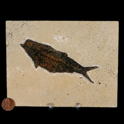 XXL 4.7" Knightia Eocaena Fossil Fish Green River FM WY Eocene Age COA & Stand - Fossil Age Minerals