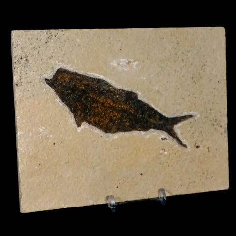 XXL 4.7" Knightia Eocaena Fossil Fish Green River FM WY Eocene Age COA & Stand - Fossil Age Minerals