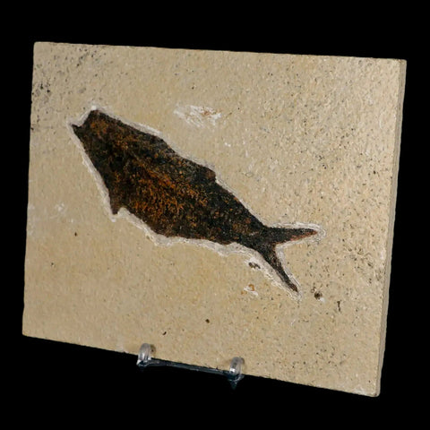 XXL 4.7" Knightia Eocaena Fossil Fish Green River FM WY Eocene Age COA & Stand - Fossil Age Minerals