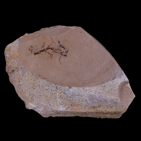 2.2" Detailed Fossil Plant Leafs Metasequoia Dawn Redwood Oligocene Age MT COA - Fossil Age Minerals