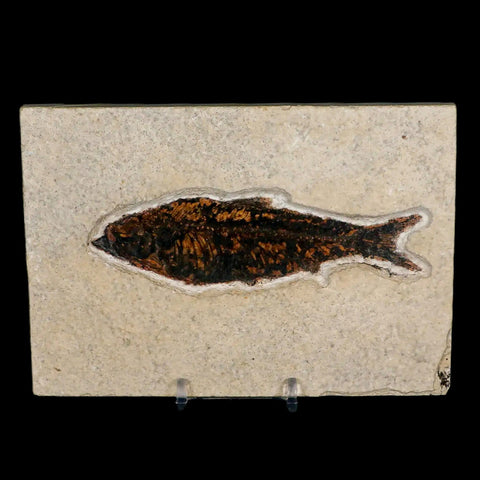 XXL 4.6" Knightia Eocaena Fossil Fish Green River FM WY Eocene Age COA & Stand - Fossil Age Minerals