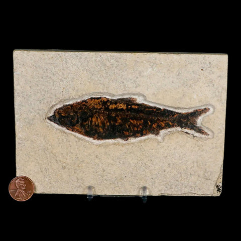 XXL 4.6" Knightia Eocaena Fossil Fish Green River FM WY Eocene Age COA & Stand - Fossil Age Minerals