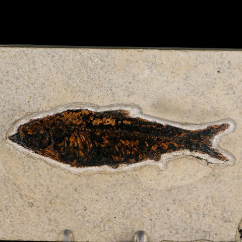 XXL 4.6" Knightia Eocaena Fossil Fish Green River FM WY Eocene Age COA & Stand - Fossil Age Minerals