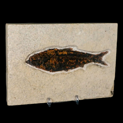 XXL 4.6" Knightia Eocaena Fossil Fish Green River FM WY Eocene Age COA & Stand - Fossil Age Minerals