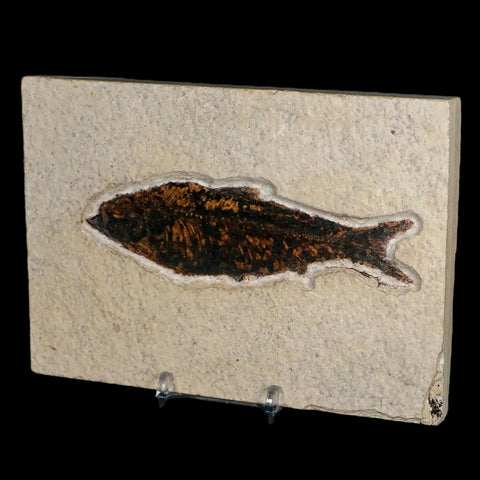 XXL 4.6" Knightia Eocaena Fossil Fish Green River FM WY Eocene Age COA & Stand - Fossil Age Minerals