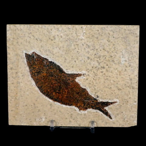 XL 4.2" Knightia Eocaena Fossil Fish Green River FM WY Eocene Age COA & Stand - Fossil Age Minerals