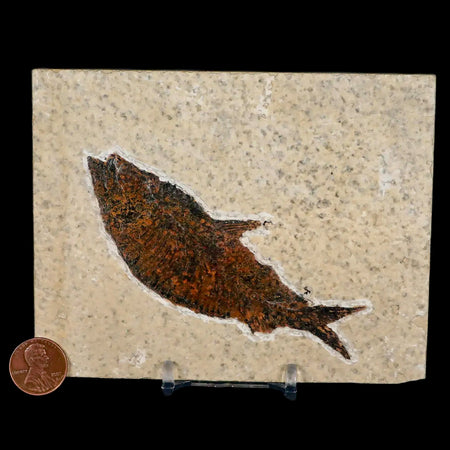 XXL 4.6" Knightia Eocaena Fossil Fish Green River FM WY Eocene Age COA & Stand