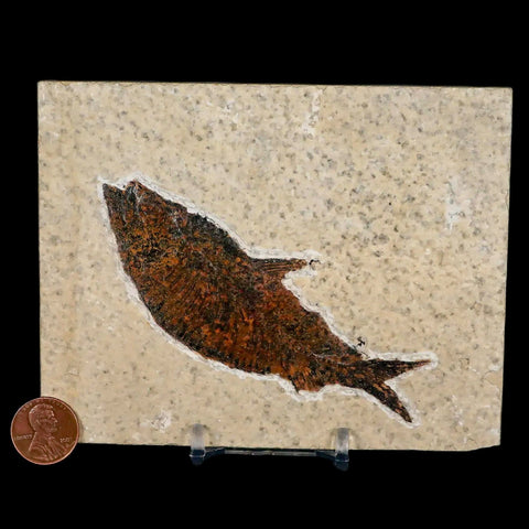 XL 4.2" Knightia Eocaena Fossil Fish Green River FM WY Eocene Age COA & Stand - Fossil Age Minerals