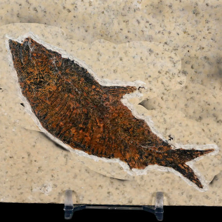 XL 4.2" Knightia Eocaena Fossil Fish Green River FM WY Eocene Age COA & Stand