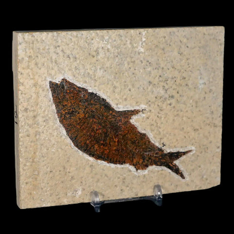 XL 4.2" Knightia Eocaena Fossil Fish Green River FM WY Eocene Age COA & Stand - Fossil Age Minerals