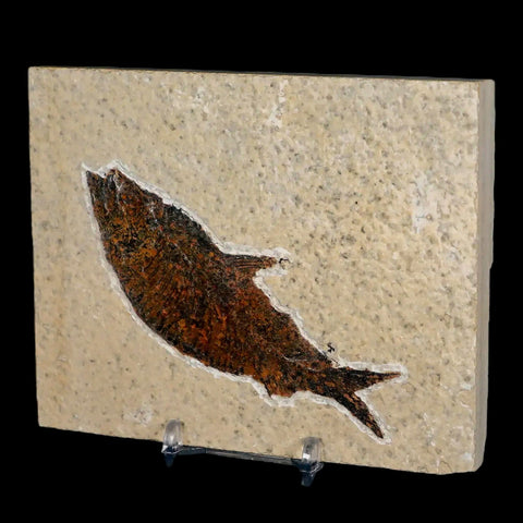 XL 4.2" Knightia Eocaena Fossil Fish Green River FM WY Eocene Age COA & Stand - Fossil Age Minerals