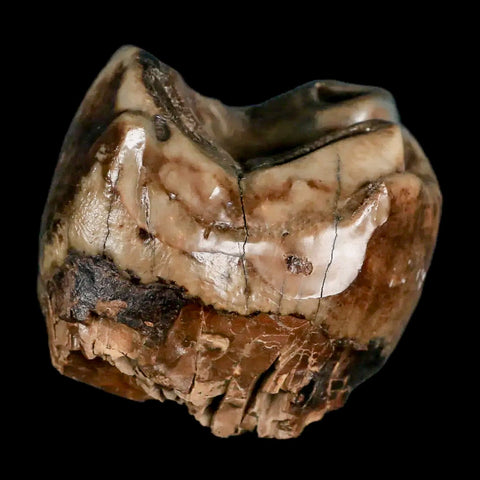 2.1" Rare Deinotherium Giganteum Fossil Tooth Miocene Deinothere Gracanica Bosnia - Fossil Age Minerals