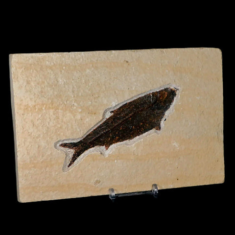 XXL 4.6" Knightia Eocaena Fossil Fish Green River FM WY Eocene Age COA & Stand - Fossil Age Minerals