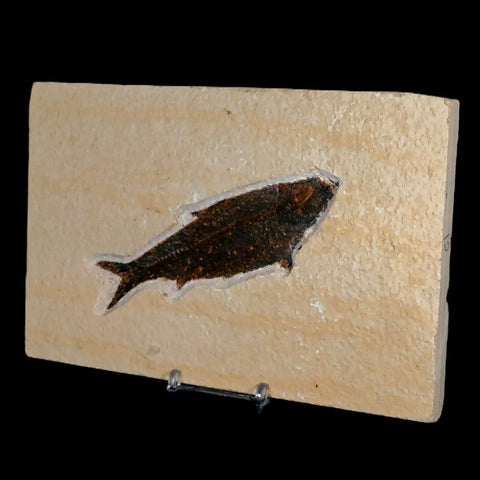 XXL 4.6" Knightia Eocaena Fossil Fish Green River FM WY Eocene Age COA & Stand - Fossil Age Minerals