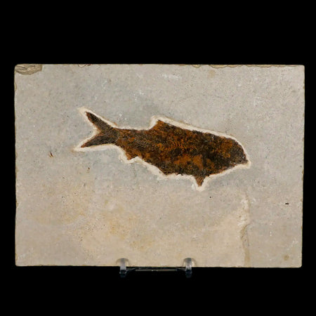 XL 3.9" Knightia Eocaena Fossil Fish Green River FM WY Eocene Age COA & Stand