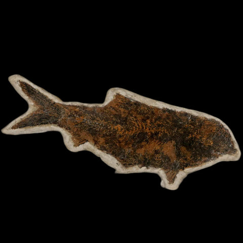 XL 3.9" Knightia Eocaena Fossil Fish Green River FM WY Eocene Age COA & Stand - Fossil Age Minerals