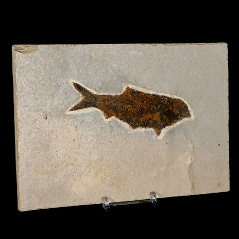 XL 3.9" Knightia Eocaena Fossil Fish Green River FM WY Eocene Age COA & Stand - Fossil Age Minerals