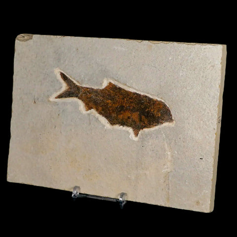 XL 3.9" Knightia Eocaena Fossil Fish Green River FM WY Eocene Age COA & Stand - Fossil Age Minerals