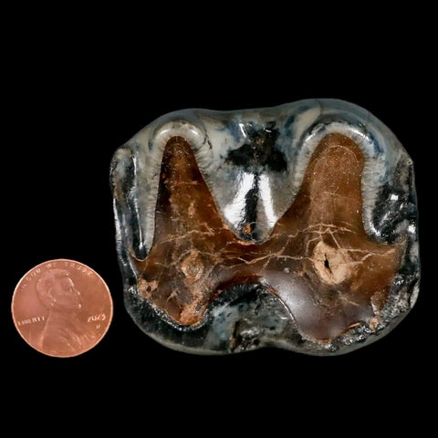 2.2" Rare Deinotherium Giganteum Fossil Tooth Miocene Deinothere Gracanica Bosnia - Fossil Age Minerals